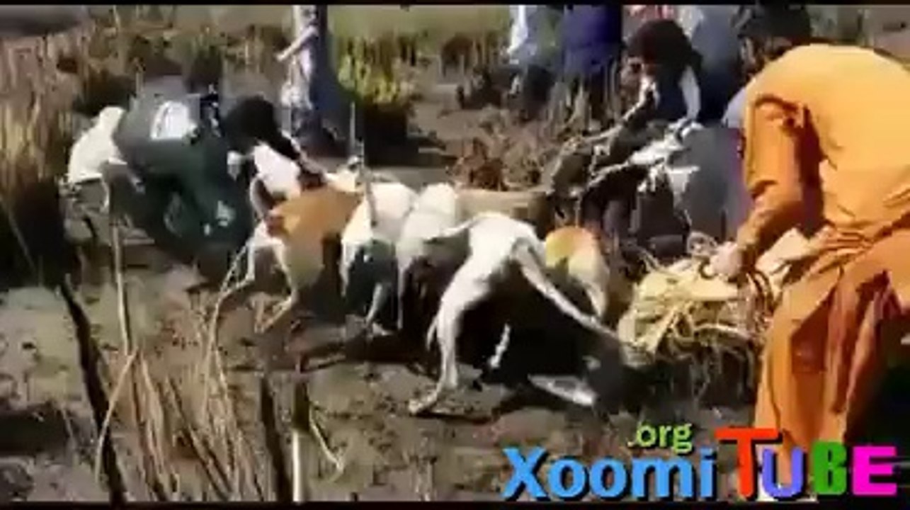 Dogs hunting a Lion - King of Jungle