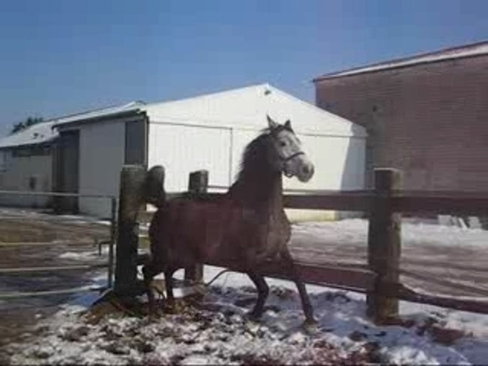 Warda a la neige )