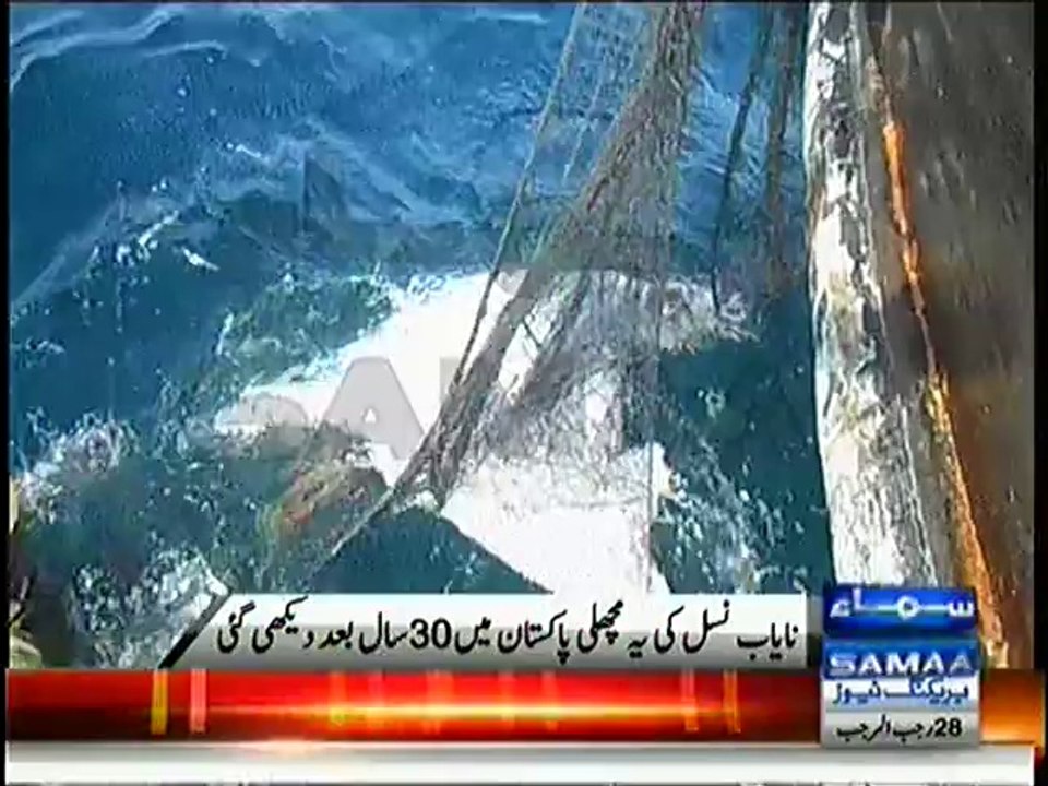 Flying Fish In Pakistan
