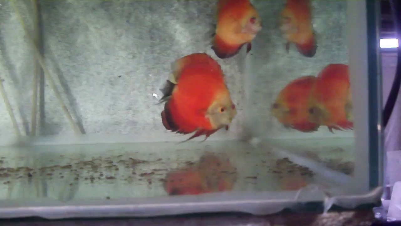 red melon