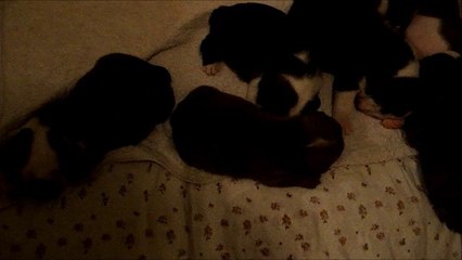 SLEEPING PUPPIES From Our Kennel :)