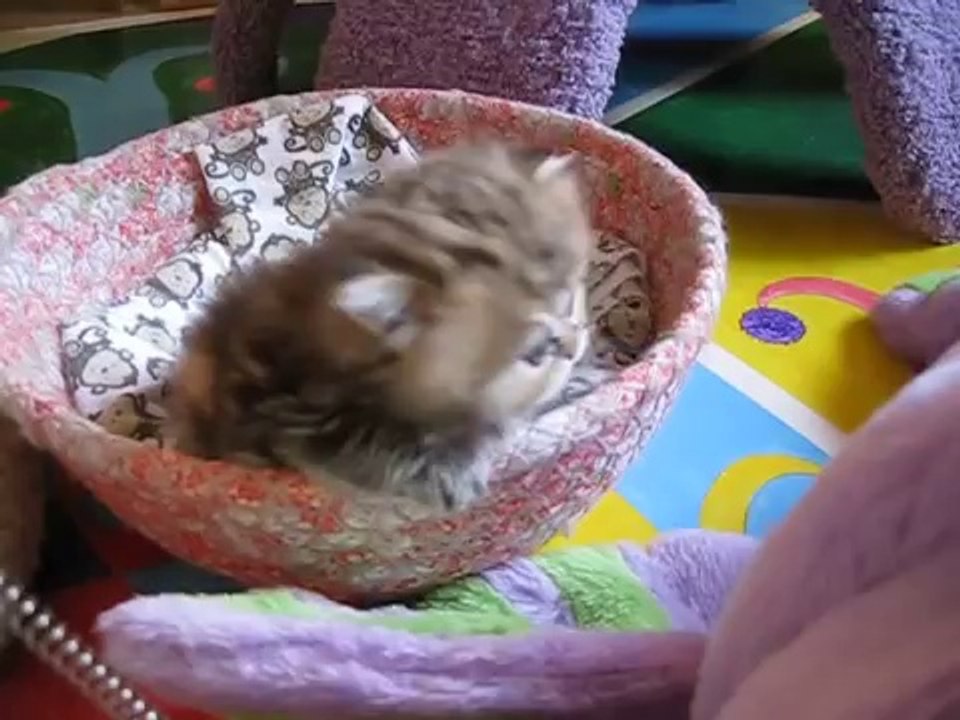 Most Innocent Kitten Alive