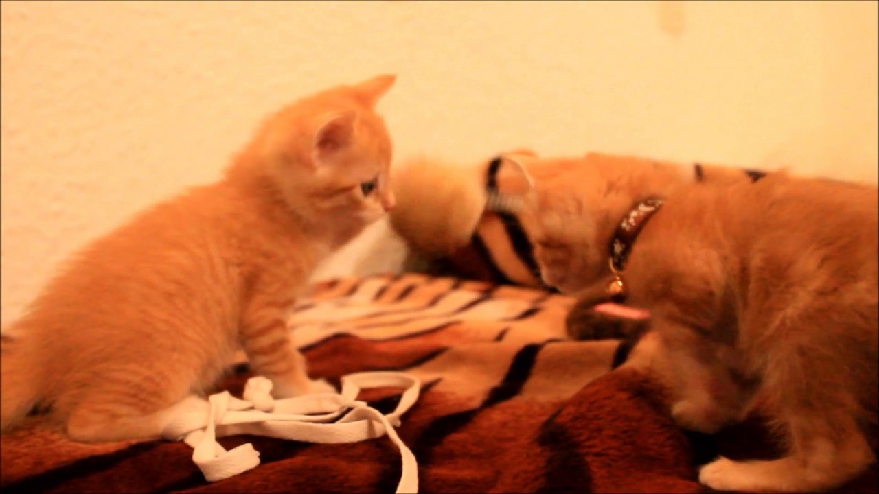 Capullo y Garfield Trainning y Fight