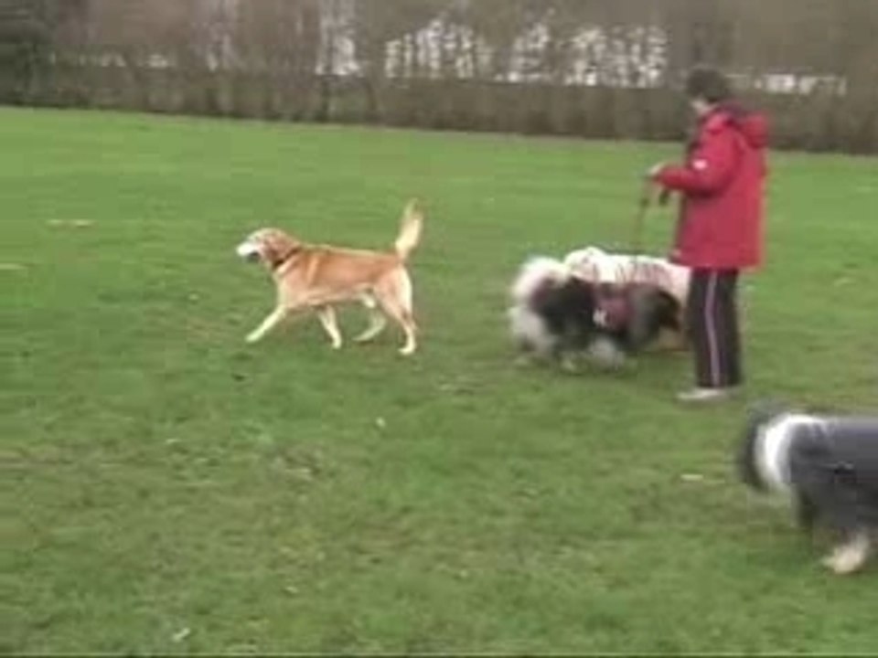Soissons agility Vero 02.12.2006