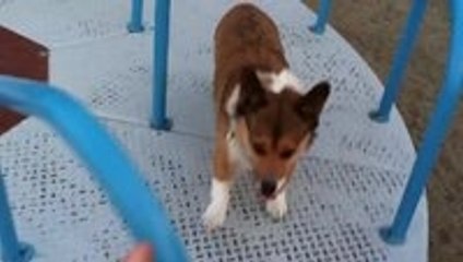 Corgi on a Carousel