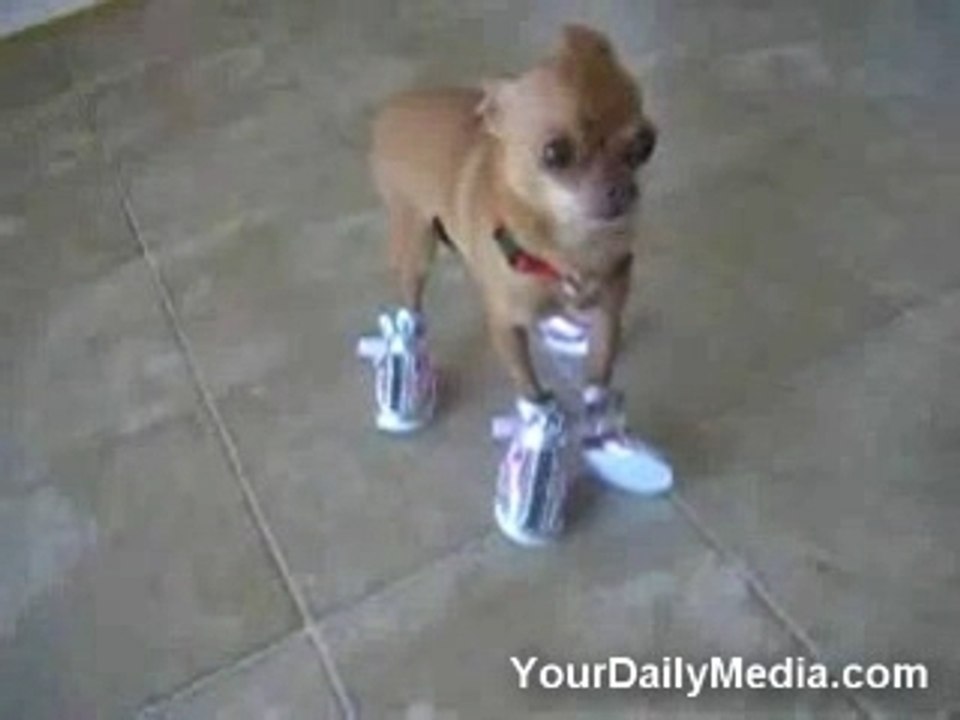 chien vs chaussures