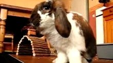 TOMMIE EAT A BANAAN (1)
