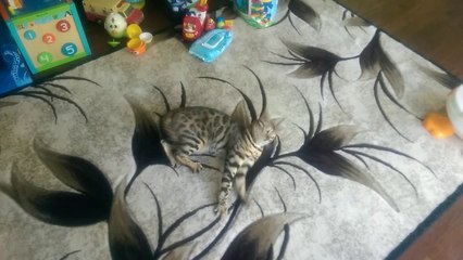 Catnip Scented Bubbles!!