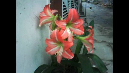 Cua nhom kinh hien dai