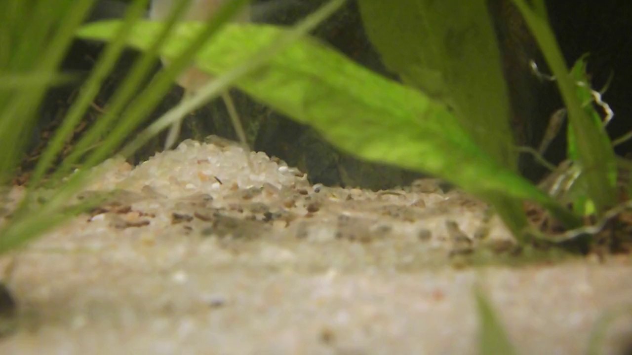 Teleocichla centrarchus alevins