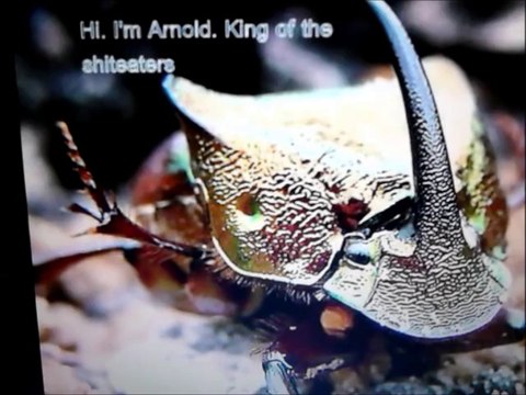 dung beetles as pets