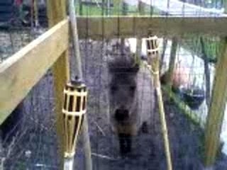 Mon miniature anglais - première !