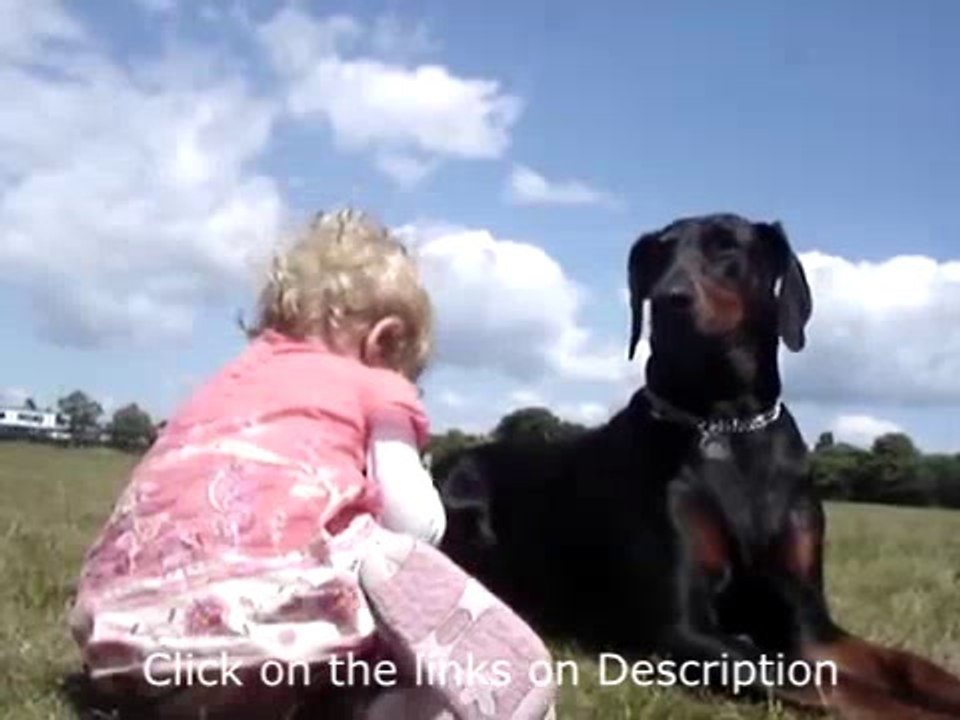 Dobermann protects a Baby