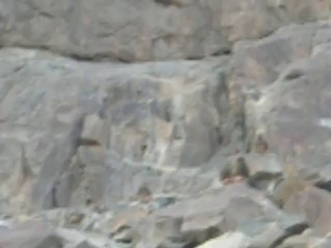 Ghar e Hira (Monkeys) غارِ حِرا کے راستے مِیں بندر