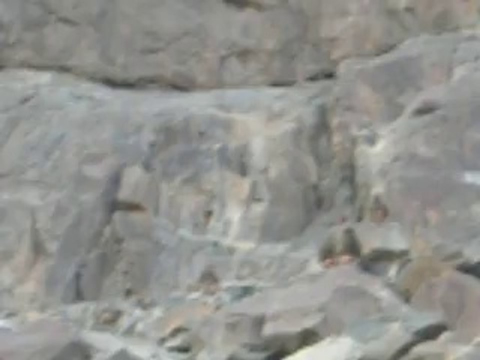 Ghar e Hira (Monkeys) غارِ حِرا کے راستے مِیں بندر