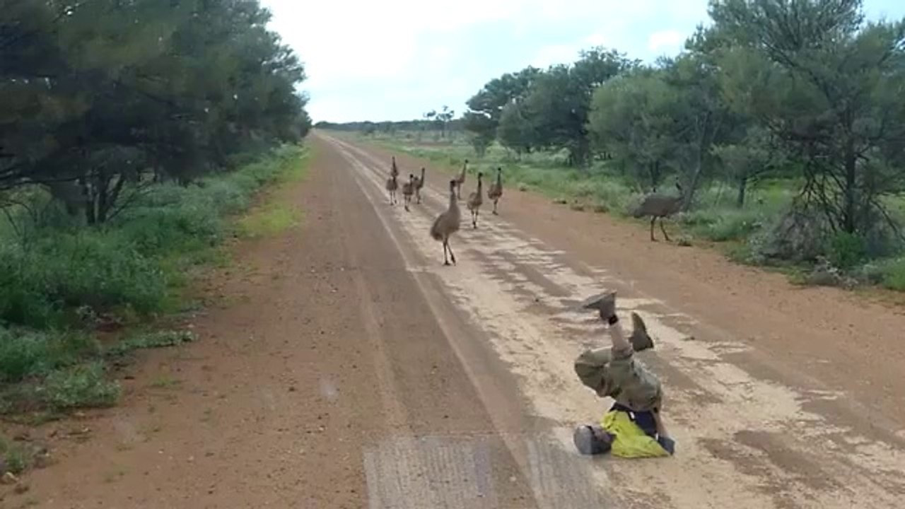 Tek Hareketleri Kuşları Hipnoz Etti!