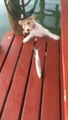 So cute Dog scared by fish fall in the water! So funny!