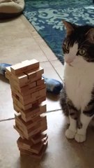 Cat Is Surprisingly Good At Jenga