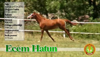 ECEM HATUN