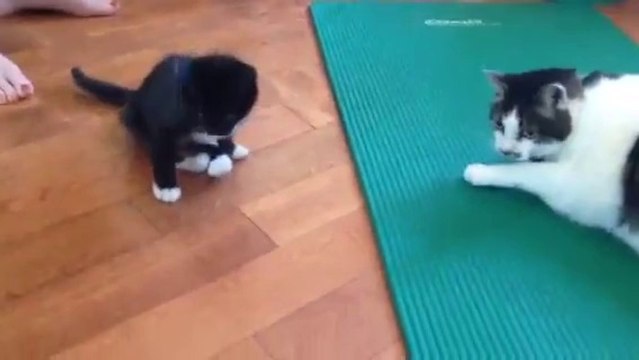 Kitten with deformed hind legs playing