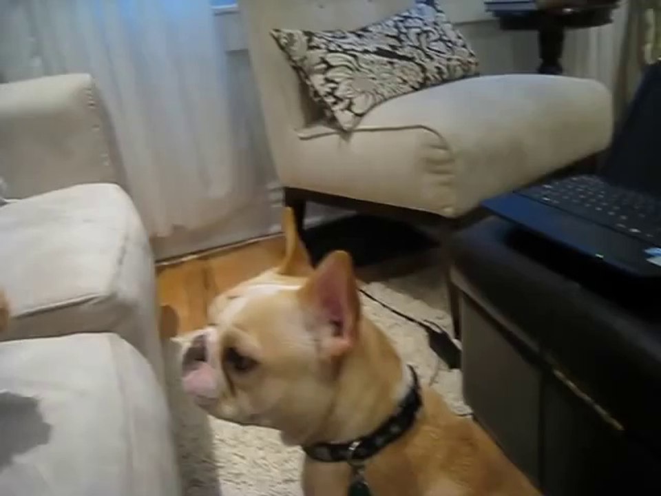 Frank (French Bulldog) meets Snarf (Persian Kitten)