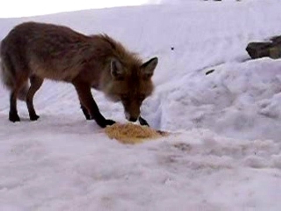 J ai une fain de renard