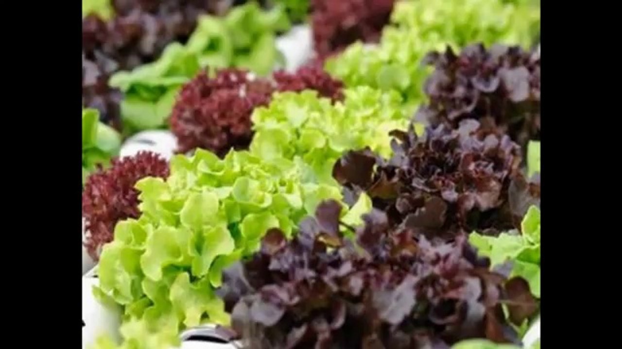Syracuse hydroponics