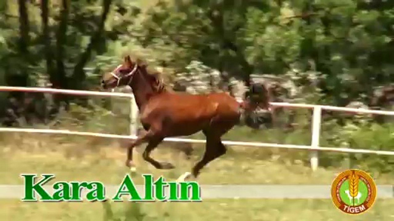 KARA ALTIN