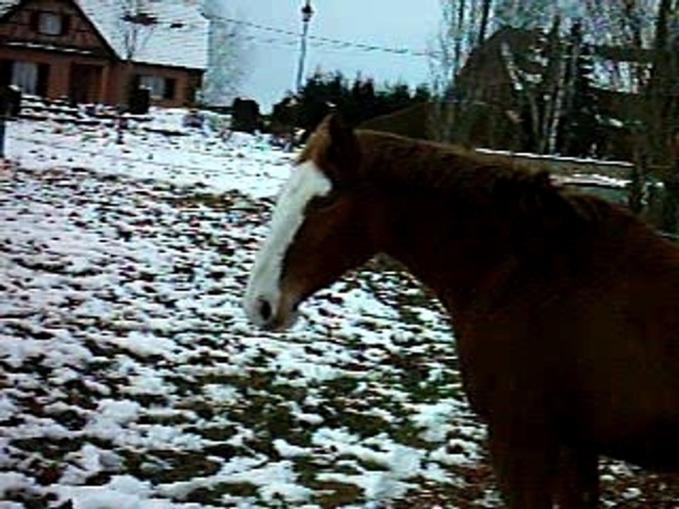 la neige et les chevaux