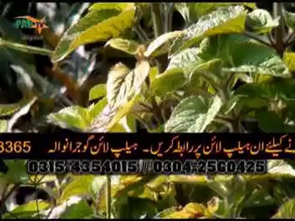 Sexy Mujra 2014