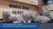 Naissance de cinq tigres blancs dans un zoo autrichien