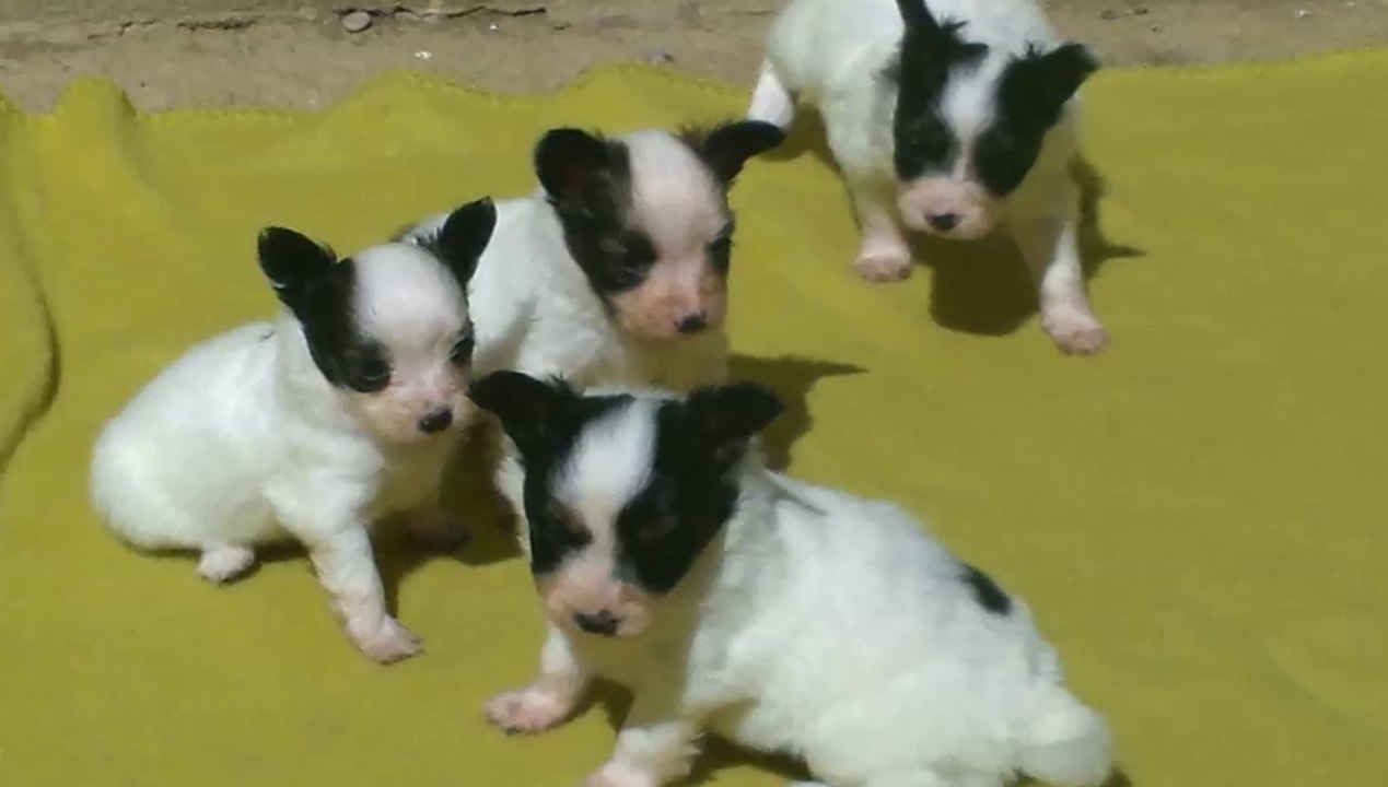 Epagneuls Nains Papillons 1 mois