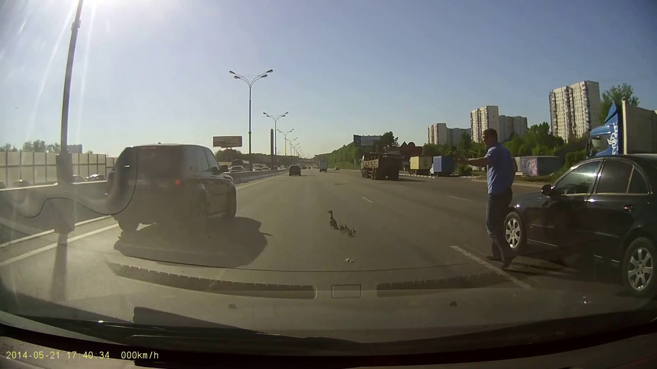 Un homme aide des canards à traverser une route
