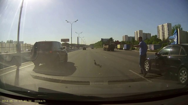 Un homme aide des canards à traverser une route