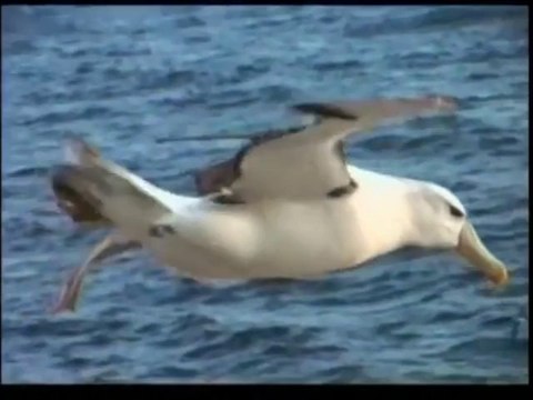 Charles Baudelaire: L'Albatros