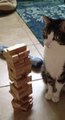 Jenga oynayan kedi