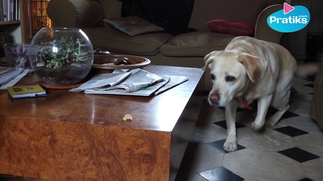 Comment apprendre à votre chien à ne pas voler