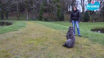 Comment apprendre à votre chien à se mettre debout
