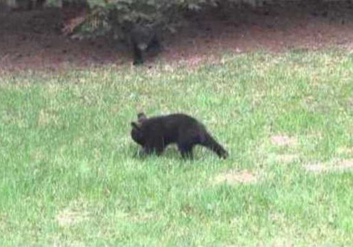 Cute Cubs Enjoy Play Fighting