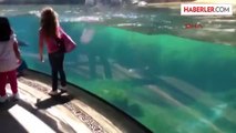 Küçük Kızın Yere Düşmesi Deniz Arslanını Çok Endişelendirdi