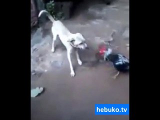 bu horoz ne içtiyse aynısından istiyorum!