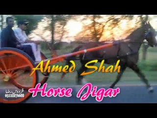 ahmed shah horse jigar try 27-5-14