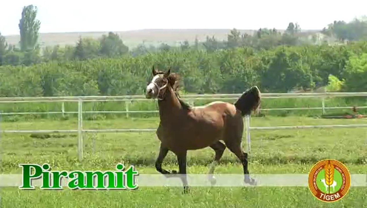 PİRAMİT
