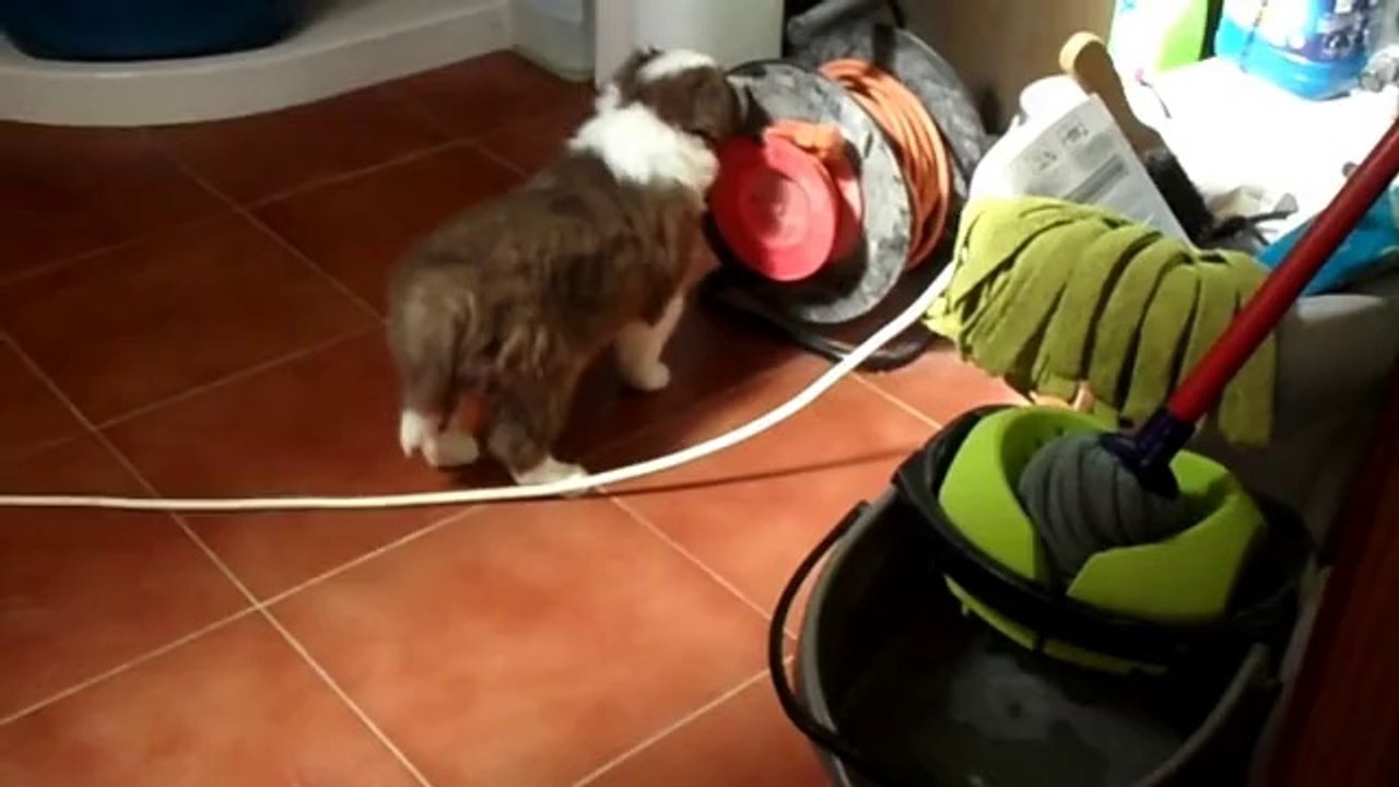 Cachorros Hana 37