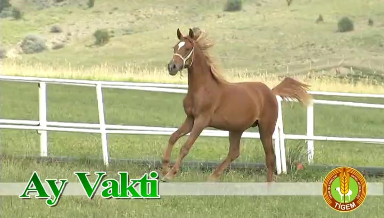 AY VAKTİ