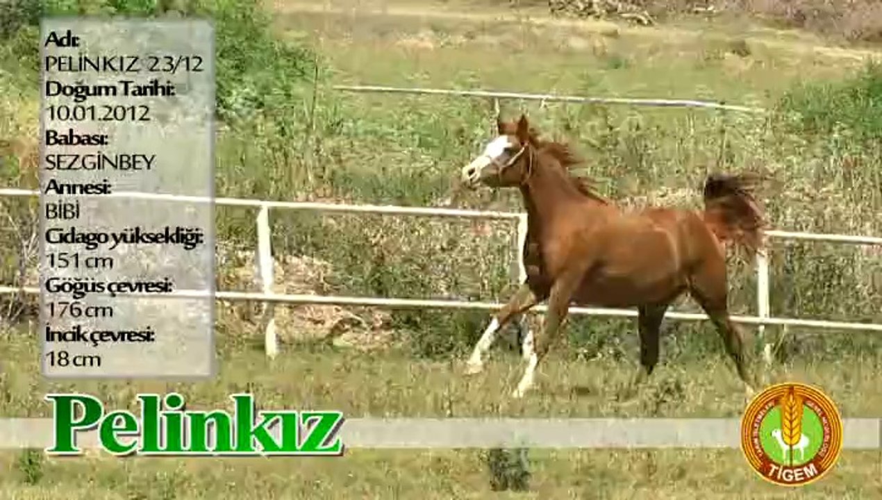 PELİNKIZ