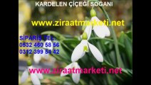 kardelen-fiyatı,kardelen-fiyatları,kardelen-çiçeği-fiyatı,kardelen-çiçeği-fiyatları,kardelen-çiçeği-satışı,kardelen-çiçeği-satış,kardelen-soğanı-fiyatı,kardelen-soğanı-fiyatları,