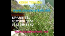 kekik-tohumu-Ankara,kekik-tohumları,KEKİK-TOHUMU