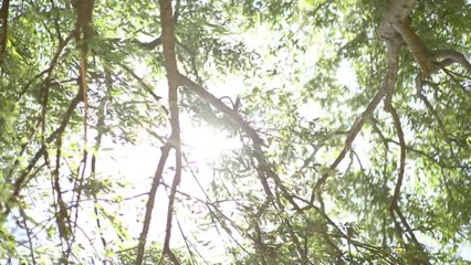 Sesime Ses Ver Teaser 2