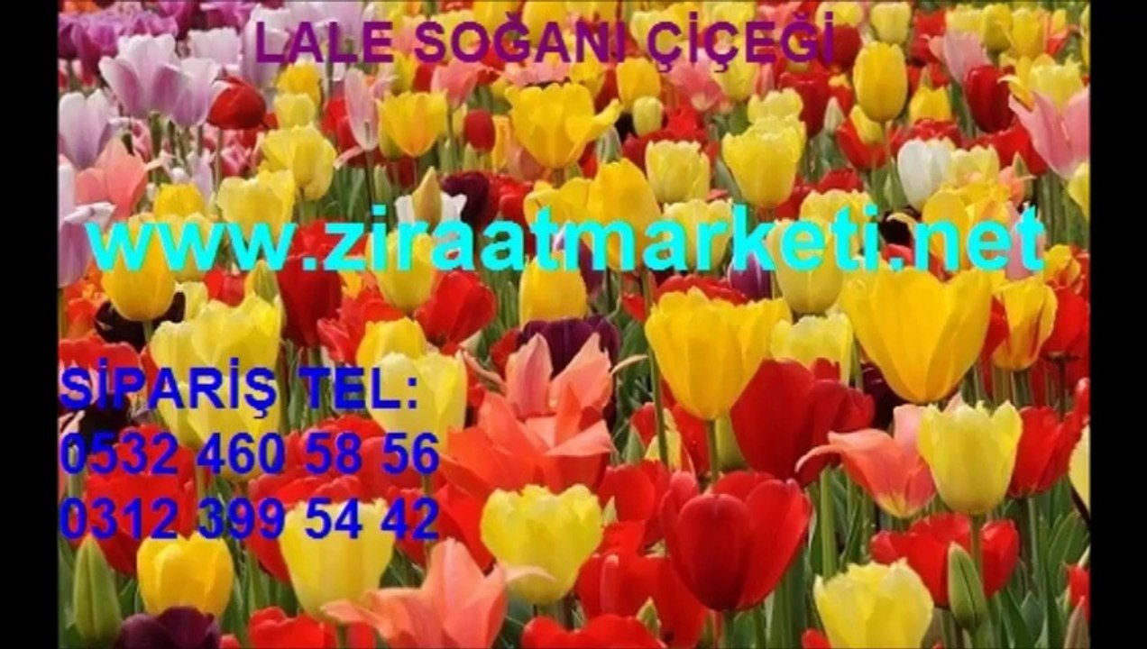 lale-tohumu-fiyatı,lale-tohumu-fiyatları,lale-çiçeği-tohumu,lale-yetiştiriciliği,lale-üretimi, Lale soğanı, LALE SOĞANI, lale çiçeği soğanı, lale fiyatı, lale fiyatları